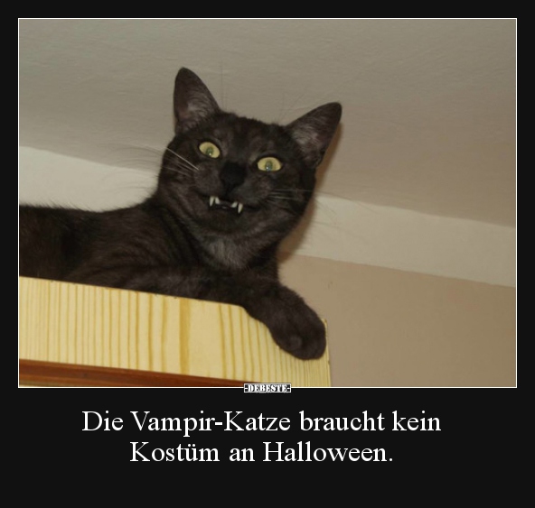 Die Vampir-Katze braucht kein Kostüm an Halloween... - Lustige Bilder | DEBESTE.de