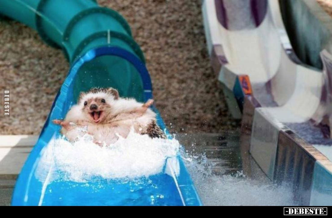  - Lustige Bilder | DEBESTE.de