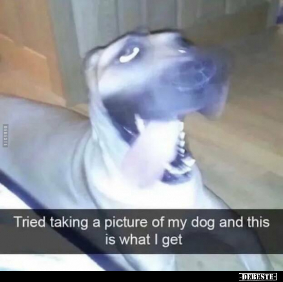 Tried taking a picture of my dog and this is what I get