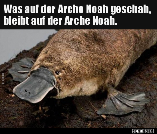Was auf der Arche Noah geschah, bleibt auf der Arche.. - Lustige Bilder | DEBESTE.de