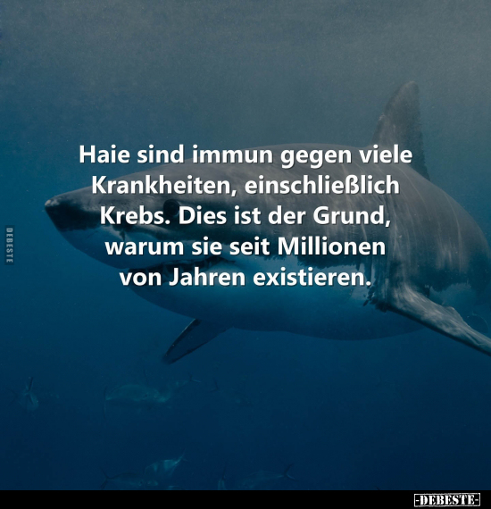 Haie sind immun gegen viele Krankheiten.. - Lustige Bilder | DEBESTE.de