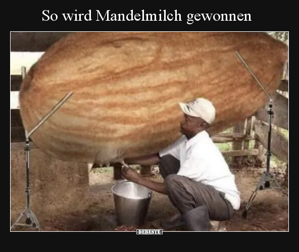 So wird Mandelmilch gewonnen.. - Lustige Bilder | DEBESTE.de