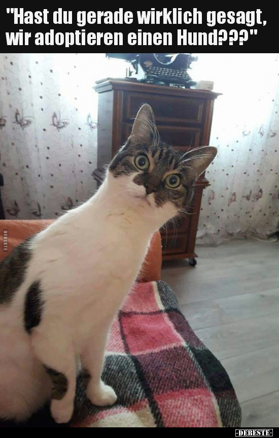 "Hast du gerade wirklich gesagt, wir adoptieren einen.."