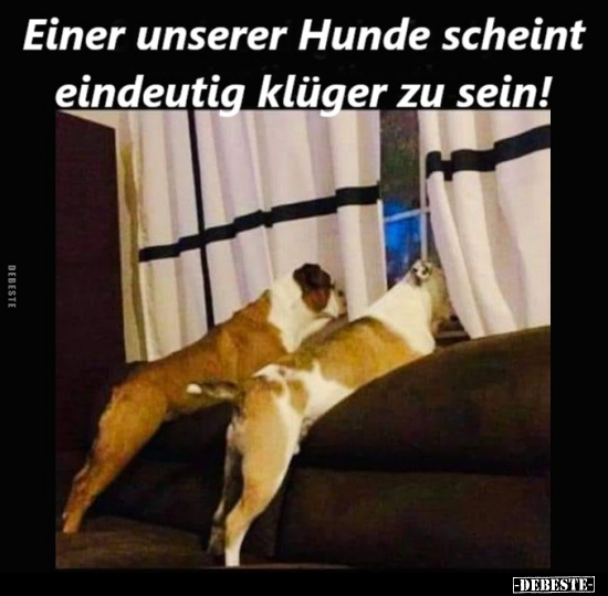 Einer unserer Hunde scheint eindeutig klüger zu sein!.. - Lustige Bilder | DEBESTE.de