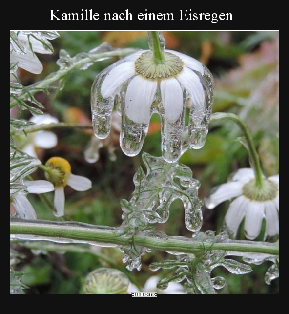 Kamille nach einem Eisregen.. - Lustige Bilder | DEBESTE.de
