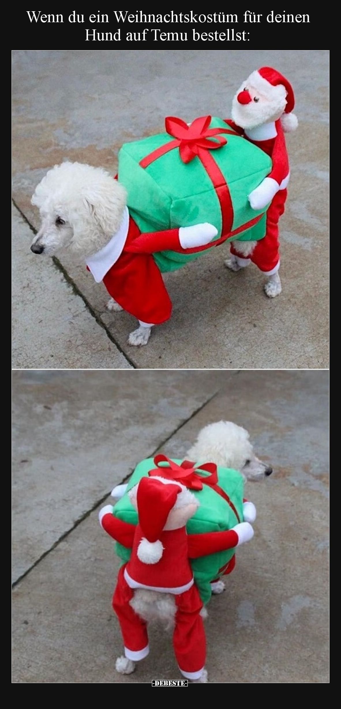 Wenn du ein Weihnachtskostüm für deinen Hund auf Temu bestellst: