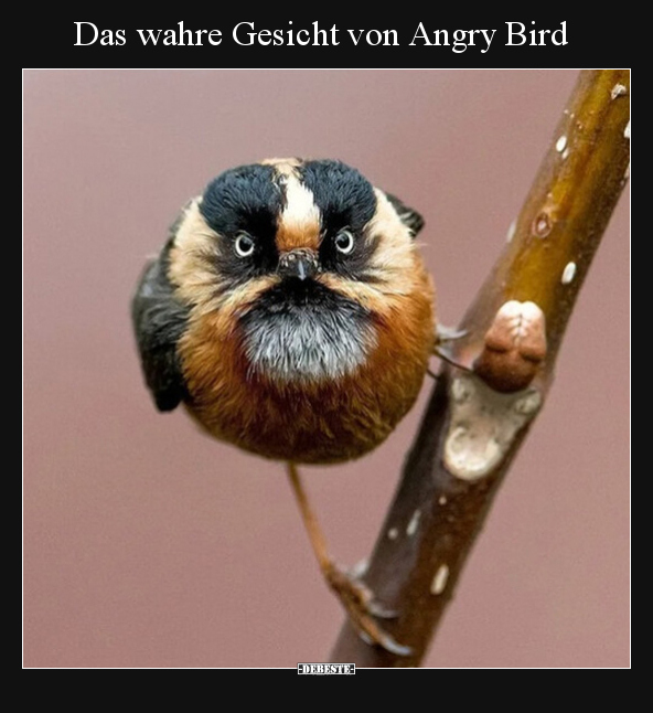 Das wahre Gesicht von Angry Bird.. - Lustige Bilder | DEBESTE.de