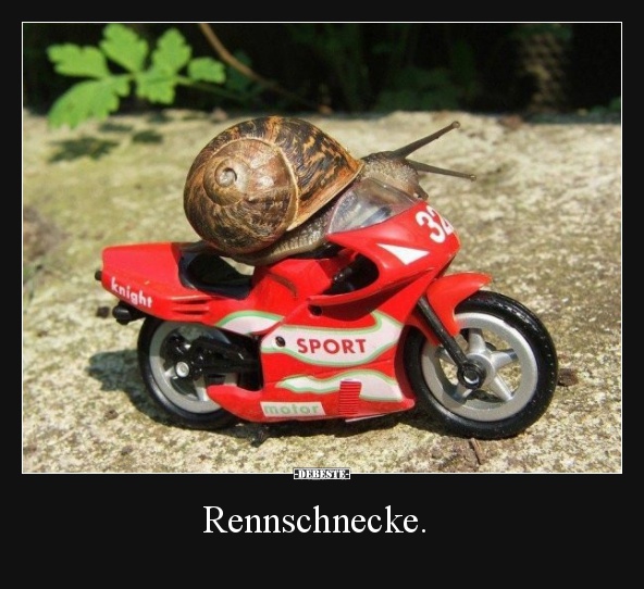 Rennschnecke.