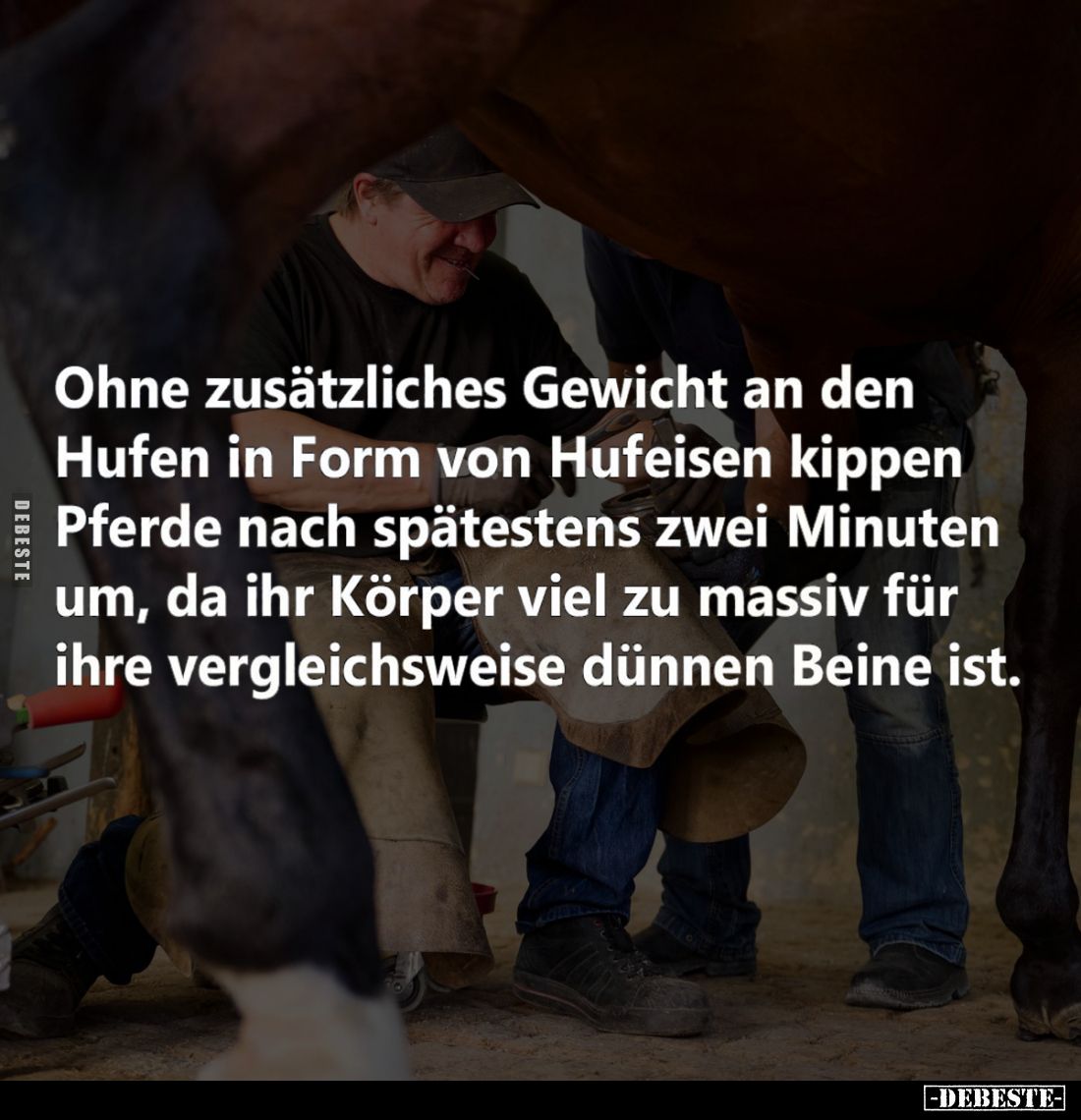 Ohne zusätzliches Gewicht an den Hufen in Form von Hufeisen kippen Pferde nach spätestens zwei Minuten um, da ihr Körper viel...