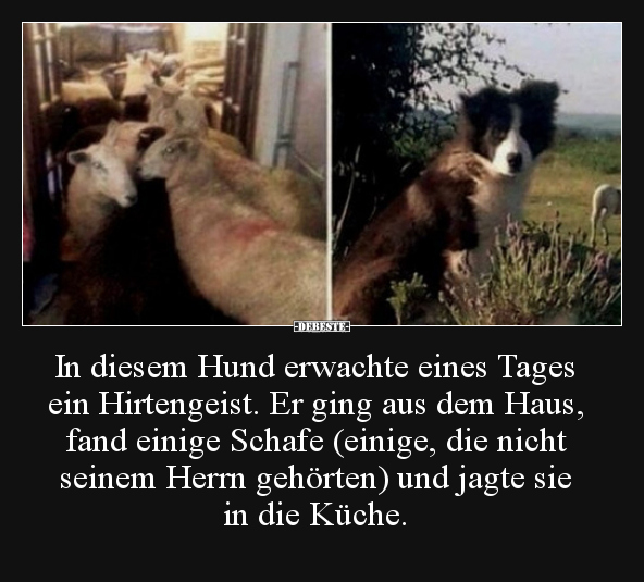 In diesem Hund erwachte eines Tages ein Hirtengeist.. - Lustige Bilder | DEBESTE.de