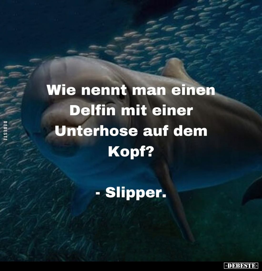 Wie nennt man einen Delfin mit einer Unterhose auf dem Kopf?
- Slipper.