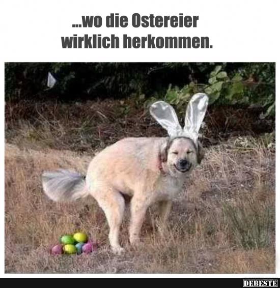 ...wo die Ostereier wirklich herkommen. - Lustige Bilder | DEBESTE.de