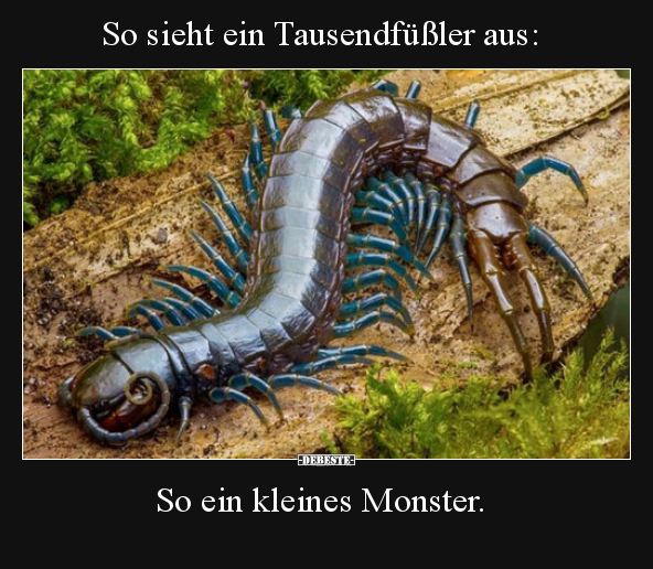 So sieht ein Tausendfüßler aus: So ein kleines Monster...