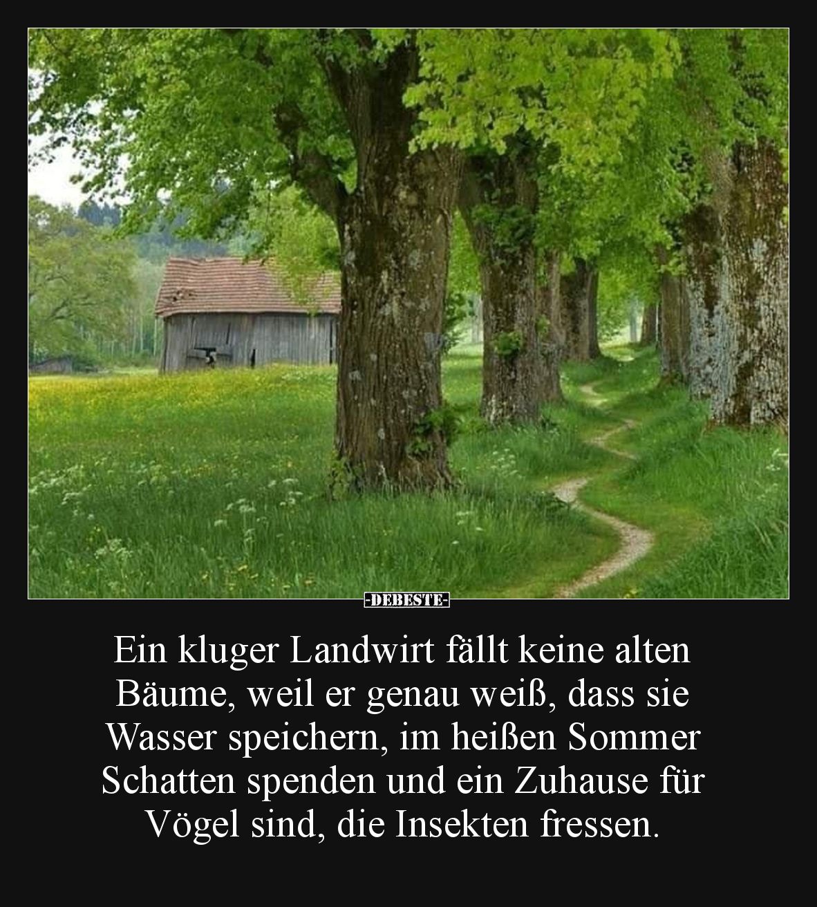 Ein kluger Landwirt fällt keine alten Bäume, weil er genau weiß, dass sie Wasser speichern, im heißen Sommer Schatten spenden...