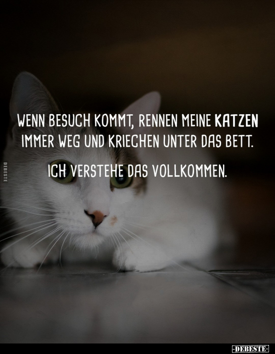 Wenn Besuch kommt, rennen meine Katzen immer weg.. - Lustige Bilder | DEBESTE.de
