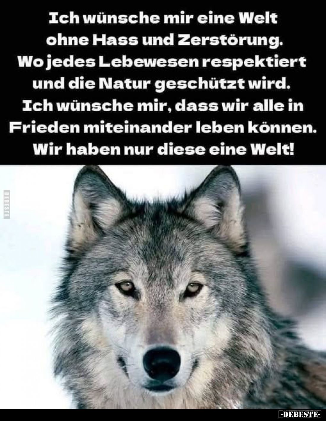 Ich wünsche mir eine Welt ohne Hass und Zerstörung. Wo jedes Lebewesen respektiert und die Natur geschützt wird. Ich wünsche ...