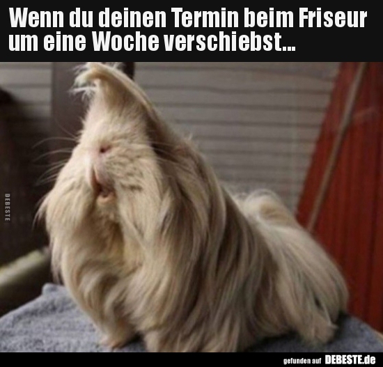 Wenn du deinen Termin beim Friseur um eine Woche.. - Lustige Bilder | DEBESTE.de