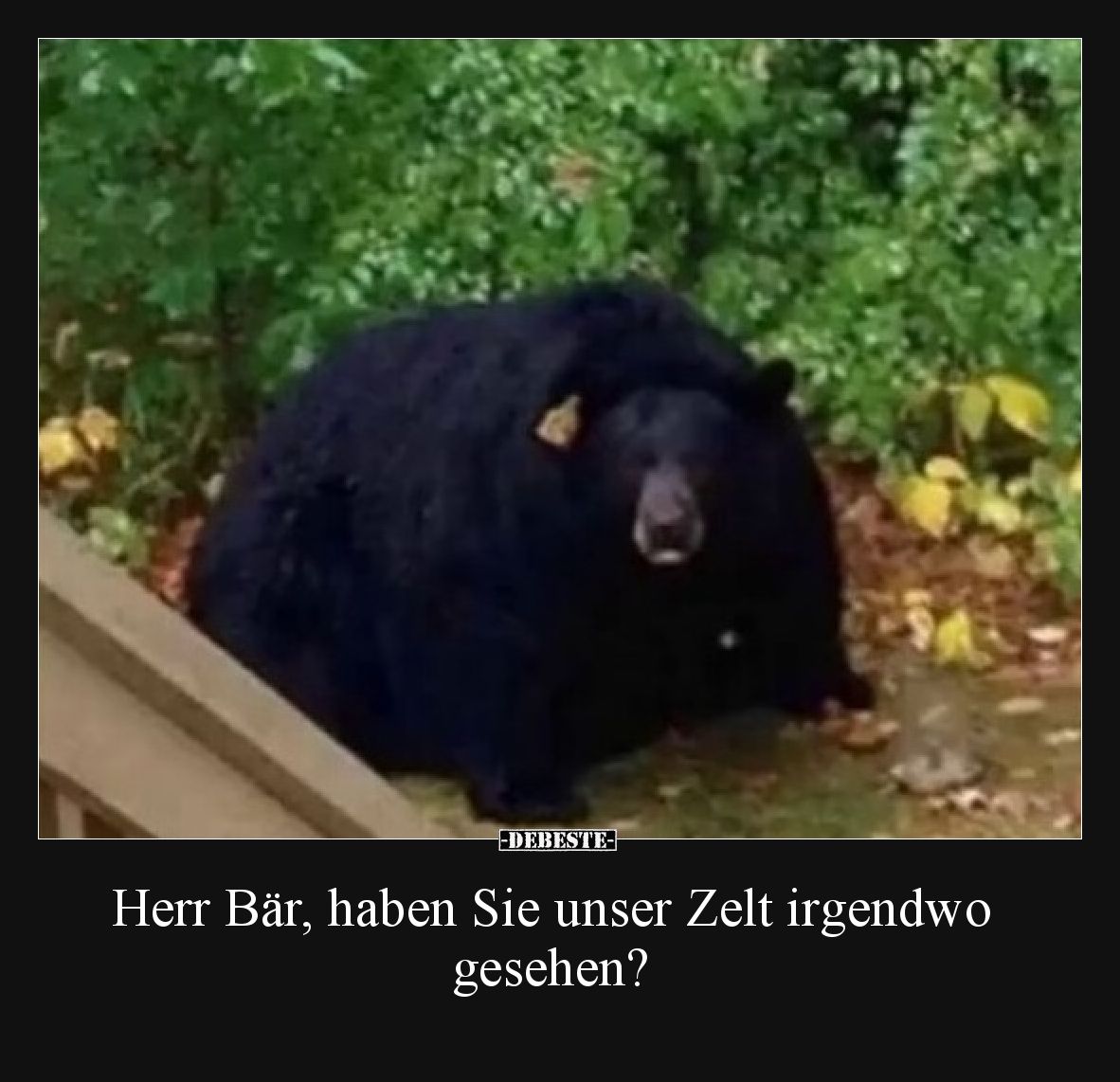 Herr Bär, haben Sie unser Zelt irgendwo gesehen?