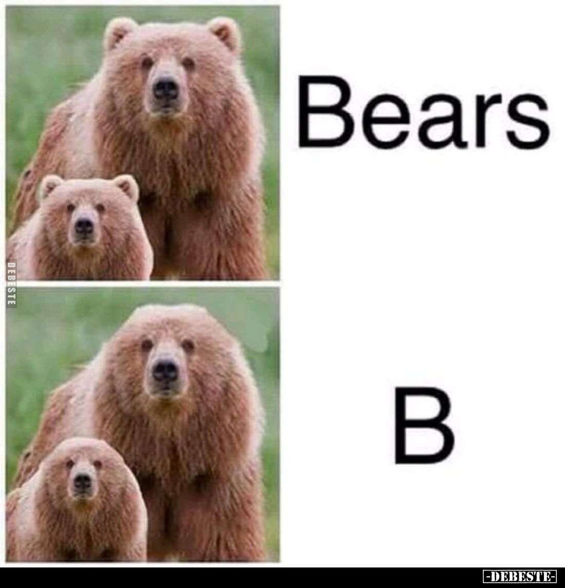 Bears
 - 
B