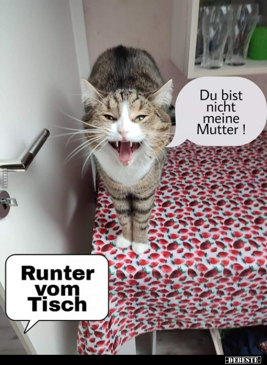 Runter vom Tisch!.. - Lustige Bilder | DEBESTE.de