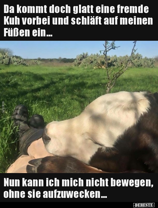 Da kommt doch glatt eine fremde Kuh vorbei und schläft auf..