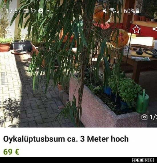 Oykalüptusbsum ca. 3 Meter hoch..