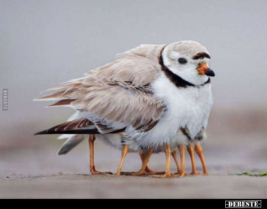  - Lustige Bilder | DEBESTE.de