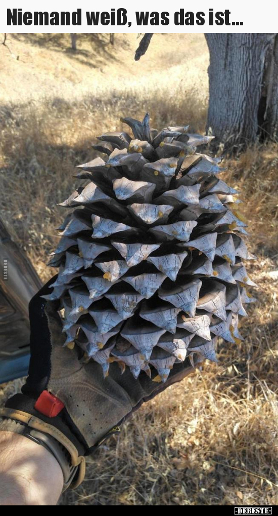 Niemand weiß, was das ist...