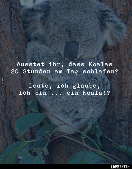 Wusstet ihr, dass Koalas 20 Stunden am Tag schlafen?.. - Lustige Bilder | DEBESTE.de