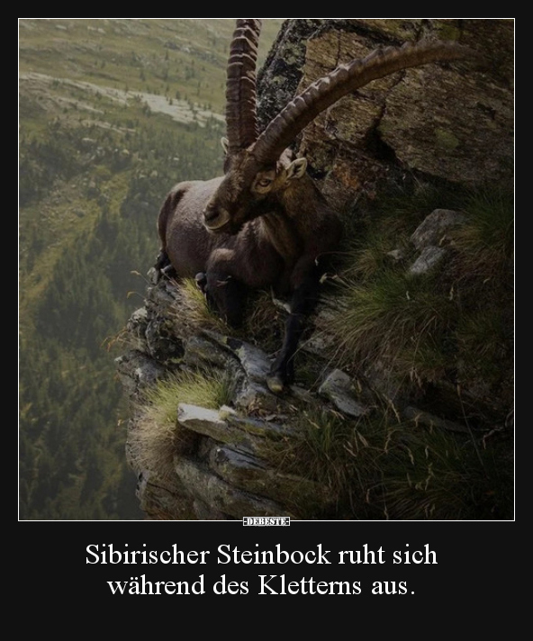 Sibirischer Steinbock ruht sich während des Kletterns.. - Lustige Bilder | DEBESTE.de