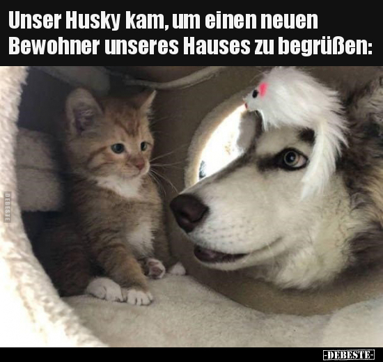 Unser Husky kam, um einen neuen Bewohner unseres Hauses zu.. - Lustige Bilder | DEBESTE.de