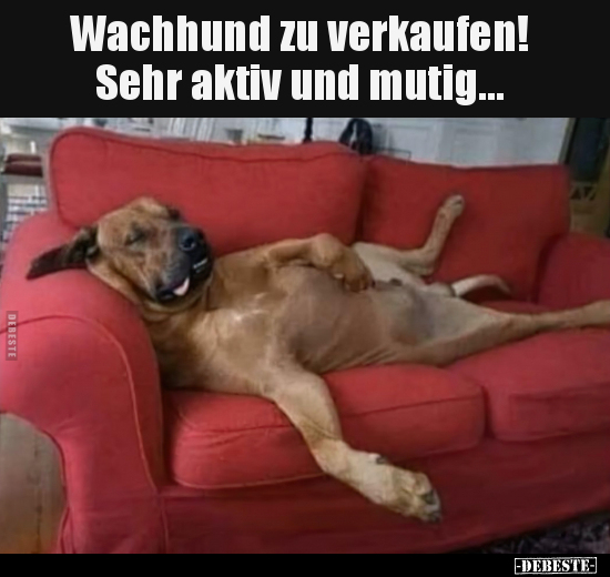 Wachhund zu verkaufen! Sehr aktiv und mutig... - Lustige Bilder | DEBESTE.de
