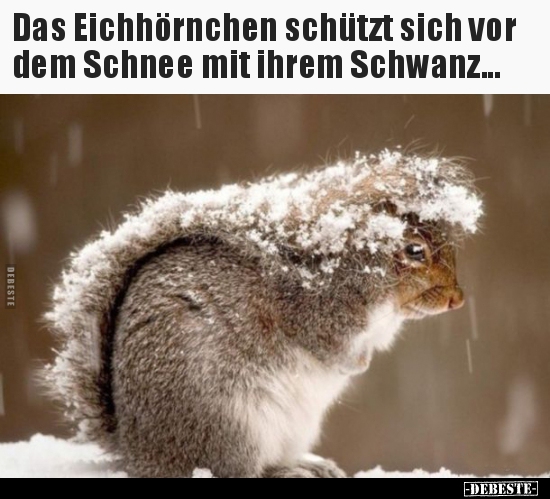 Das Eichhörnchen schützt sich vor dem Schnee mit ihrem.. - Lustige Bilder | DEBESTE.de