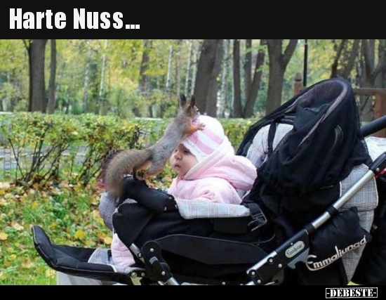 Harte Nuss...