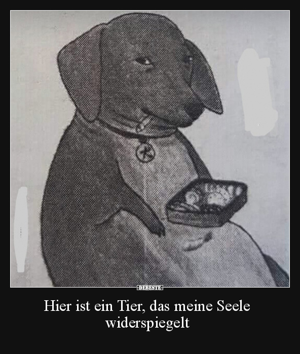 Hier ist ein Tier, das meine Seele widerspiegelt.. - Lustige Bilder | DEBESTE.de