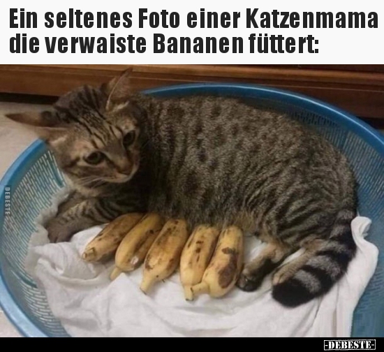 Ein seltenes Foto einer Katzenmama die verwaiste Bananen..