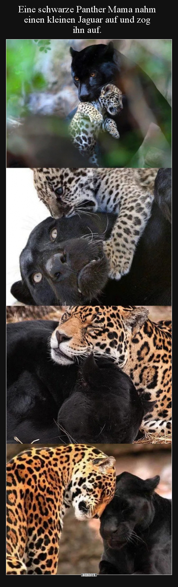 Eine schwarze Panther Mama nahm einen kleinen Jaguar auf.. - Lustige Bilder | DEBESTE.de