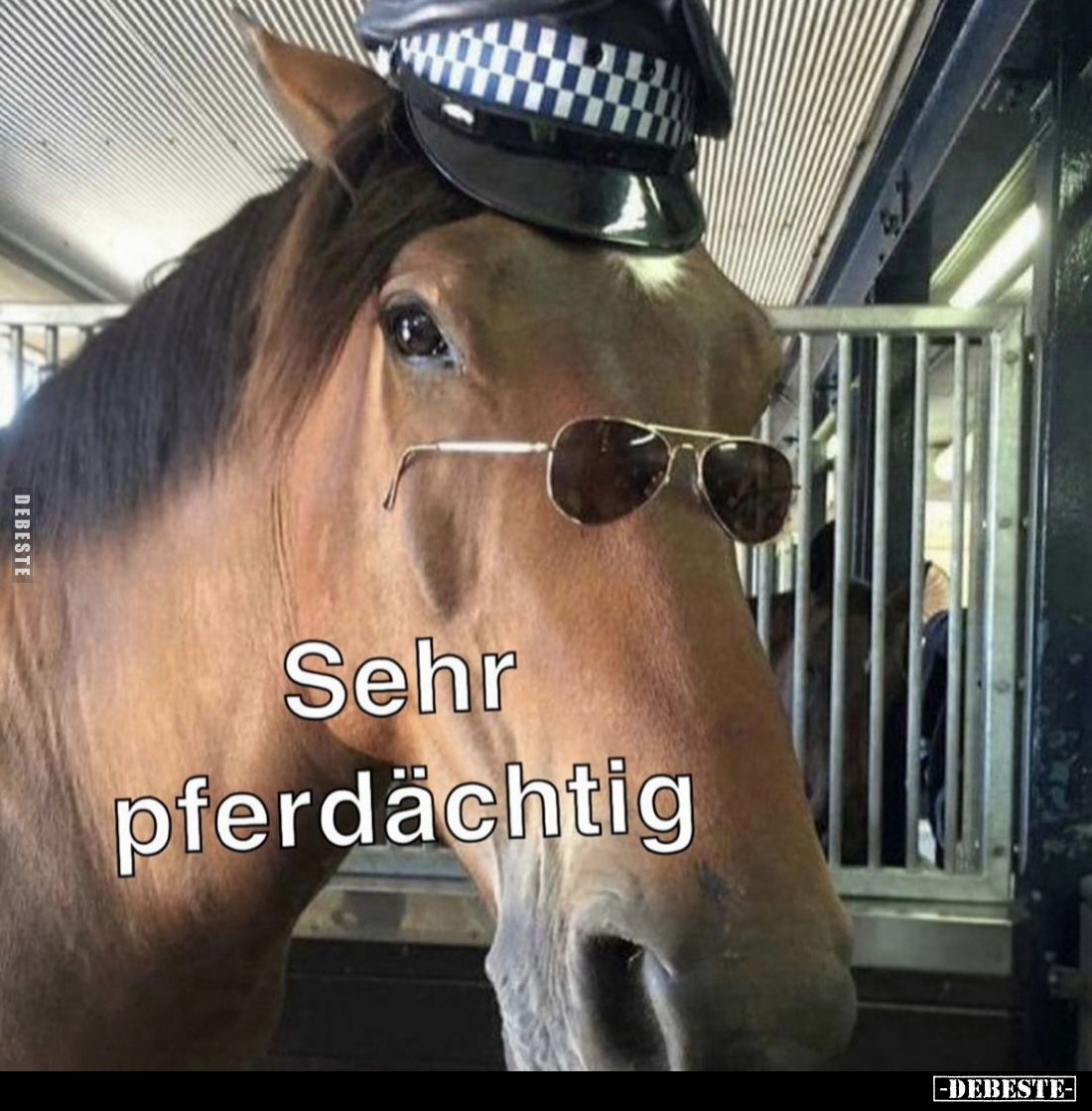 Sehr pferdächtig.. - Lustige Bilder | DEBESTE.de