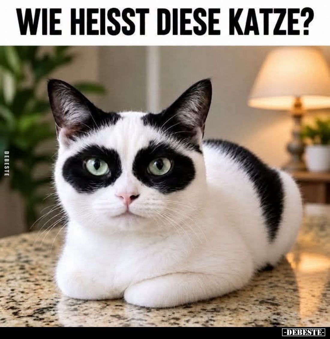 Wie heißt diese Katze?