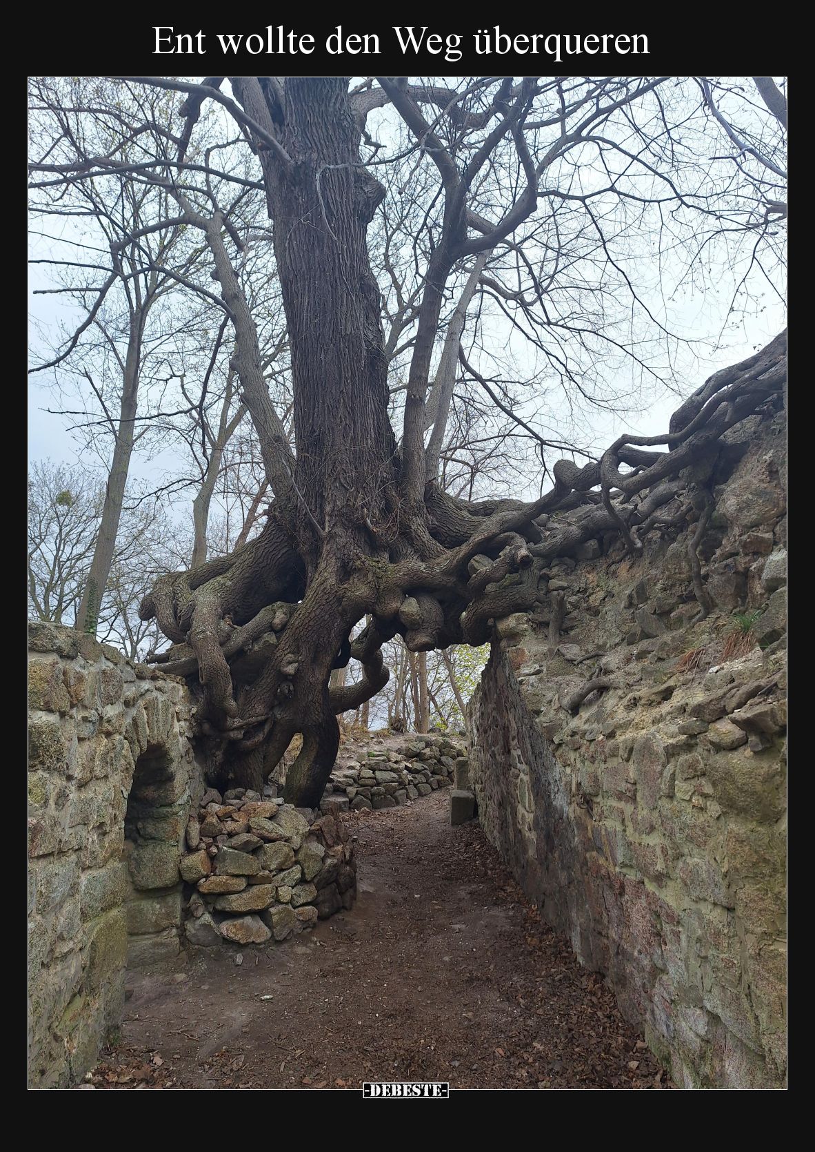 Ent wollte den Weg überqueren