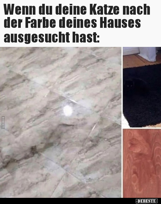 Wenn du deine Katze nach der Farbe deines Hauses.. - Lustige Bilder | DEBESTE.de