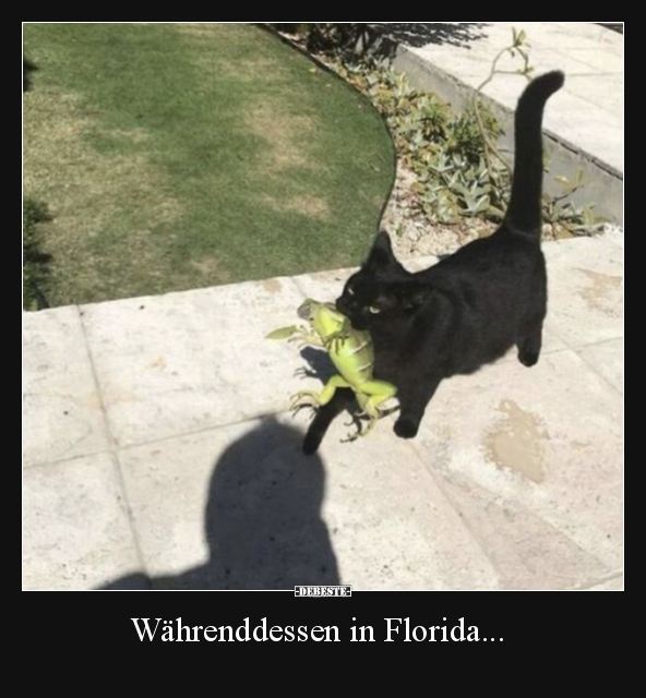 Währenddessen in Florida... - Lustige Bilder | DEBESTE.de