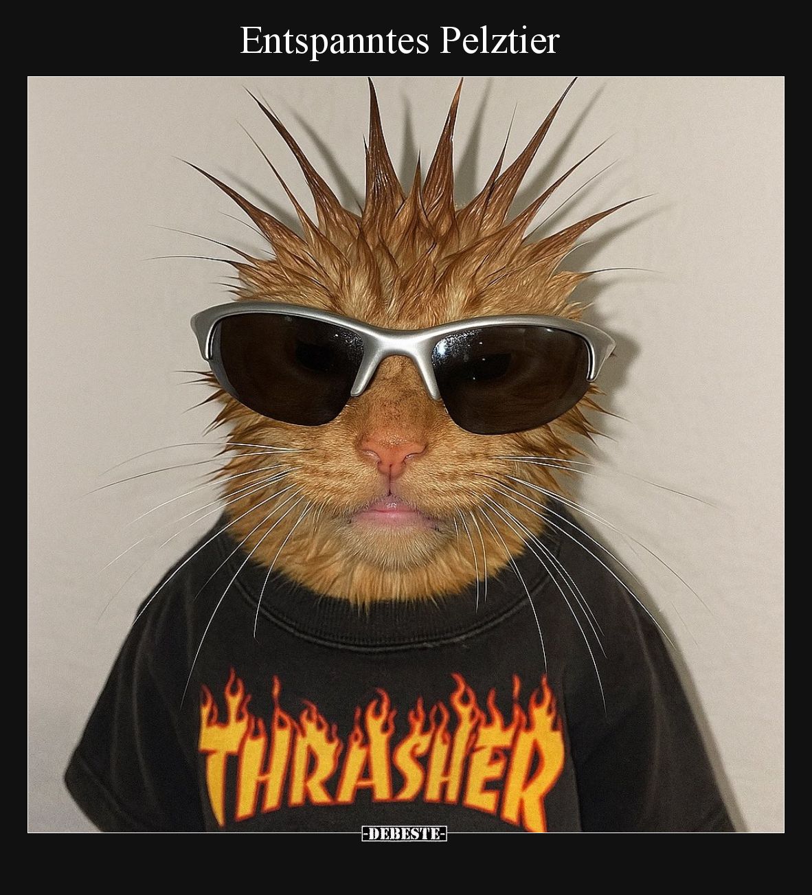 Entspanntes Pelztier