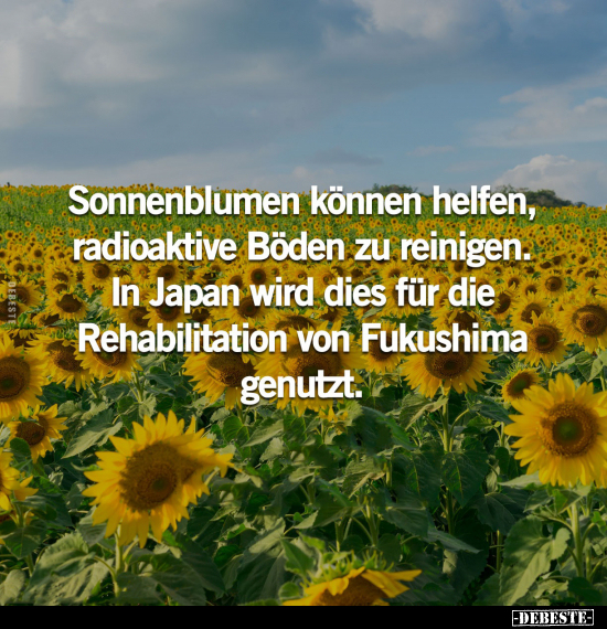 Sonnenblumen können helfen, radioaktive Böden zu reinigen... - Lustige Bilder | DEBESTE.de