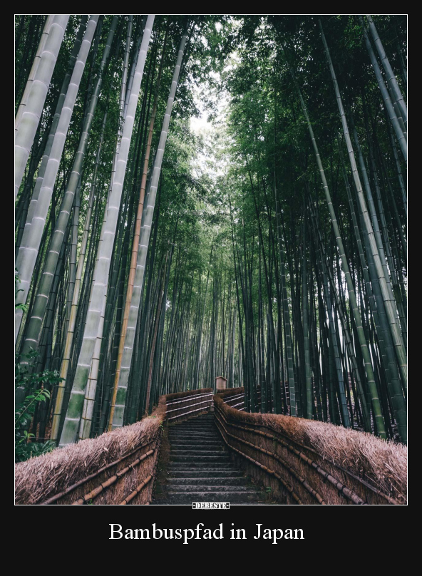 Bambuspfad in Japan.. - Lustige Bilder | DEBESTE.de