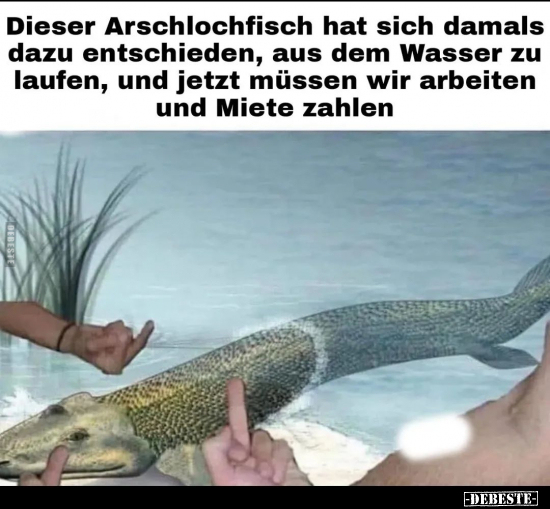 Dieser Arschlochfisch hat sich damals dazu entschieden.. - Lustige Bilder | DEBESTE.de