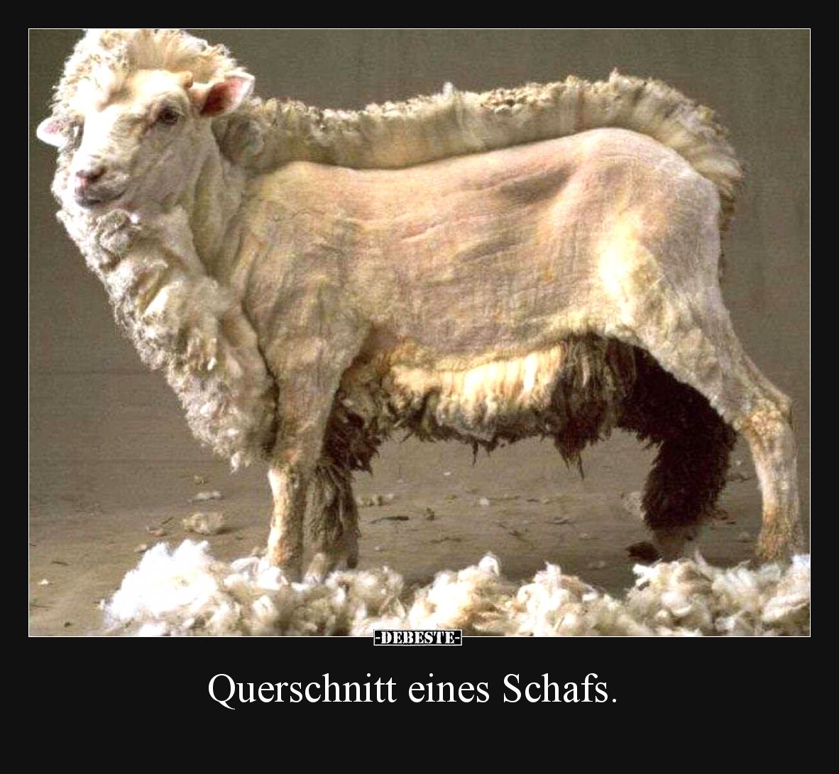 Querschnitt eines Schafs.