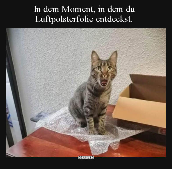 In dem Moment, in dem du Luftpolsterfolie entdeckst... - Lustige Bilder | DEBESTE.de