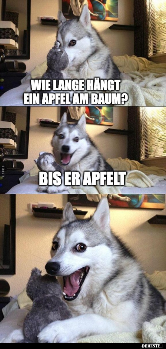 Wie lange hängt ein Apfel am Baum?... - Lustige Bilder | DEBESTE.de