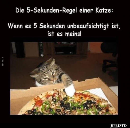 Die 5-Sekunden-Regel einer Katze...